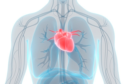 心血管系统图解